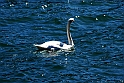 Lago di Como_087